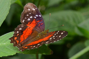 Anartia amathea