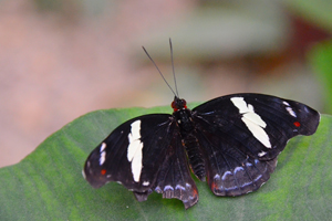 Catonephele numilia ou le Cordonnier grec