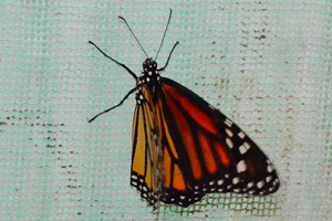 Danaus plexippus ou le Monarque