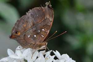 Doleschallia bisaltide