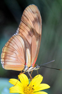 Dryas iula