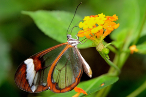 Greta oto ou le Fantôme de la forêt