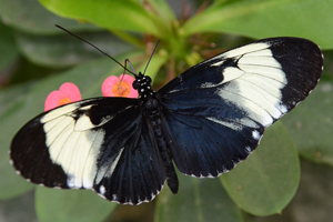 Heliconius cydno