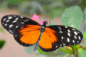 Heliconius hecale ou l’Hecalé