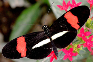 Heliconius melpomene ou Facteur