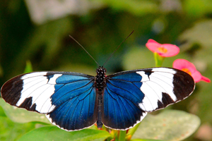 Heliconius sapho ou le Sapho