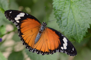 Hypolimnas misippus ou Nymphale du Pourpier