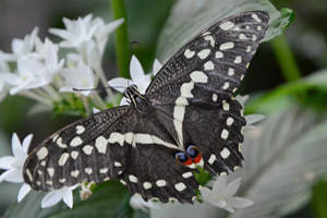 Papilio demodocus ou Voilier des citronniers