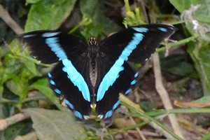 Papilio nireus