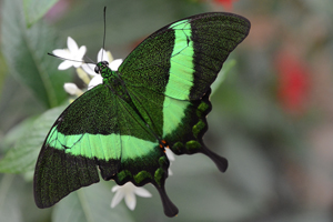 Papilio palinurus