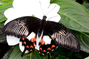 Papilio polythes ou Le mormon commun