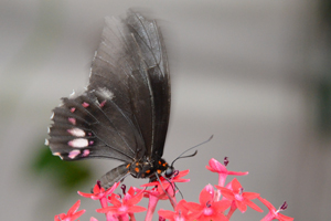 Parides iphidamas