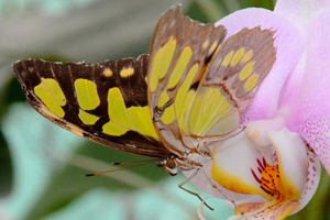 Siproeta steneles ou le Malachite